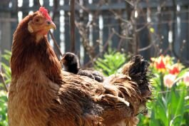Rappelons que le poulailler qui compte cinq poules dans le quartier Rosemont a été approuvé par la Direction de la santé publique, qui assure le respect des normes de sécurité entourant l’élevage de volailles.